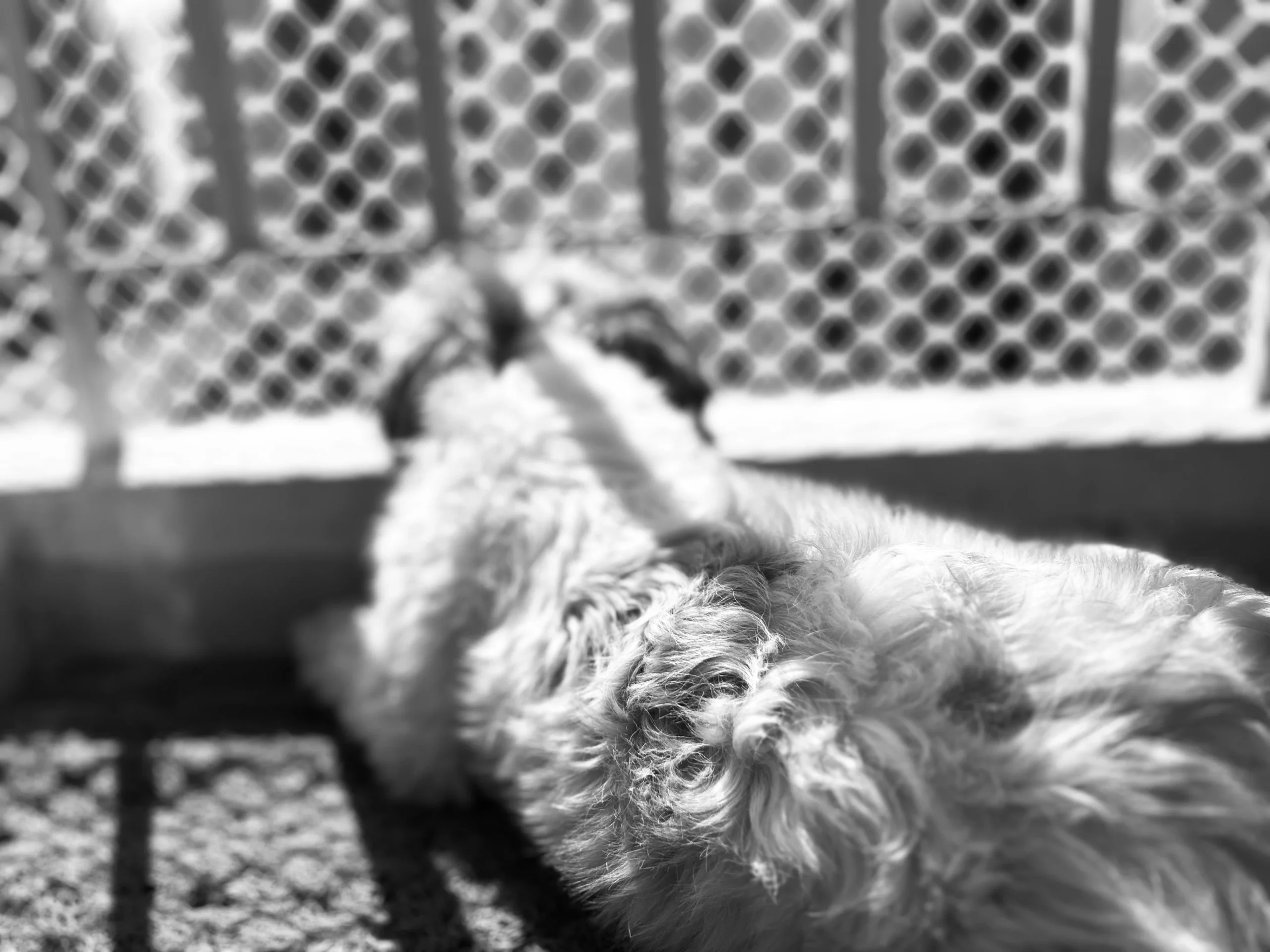 Shih Tzu dog resting in sunlight, looking out through a patterned balcony gate — artistic black and white pet portrait by The Rose Camera
