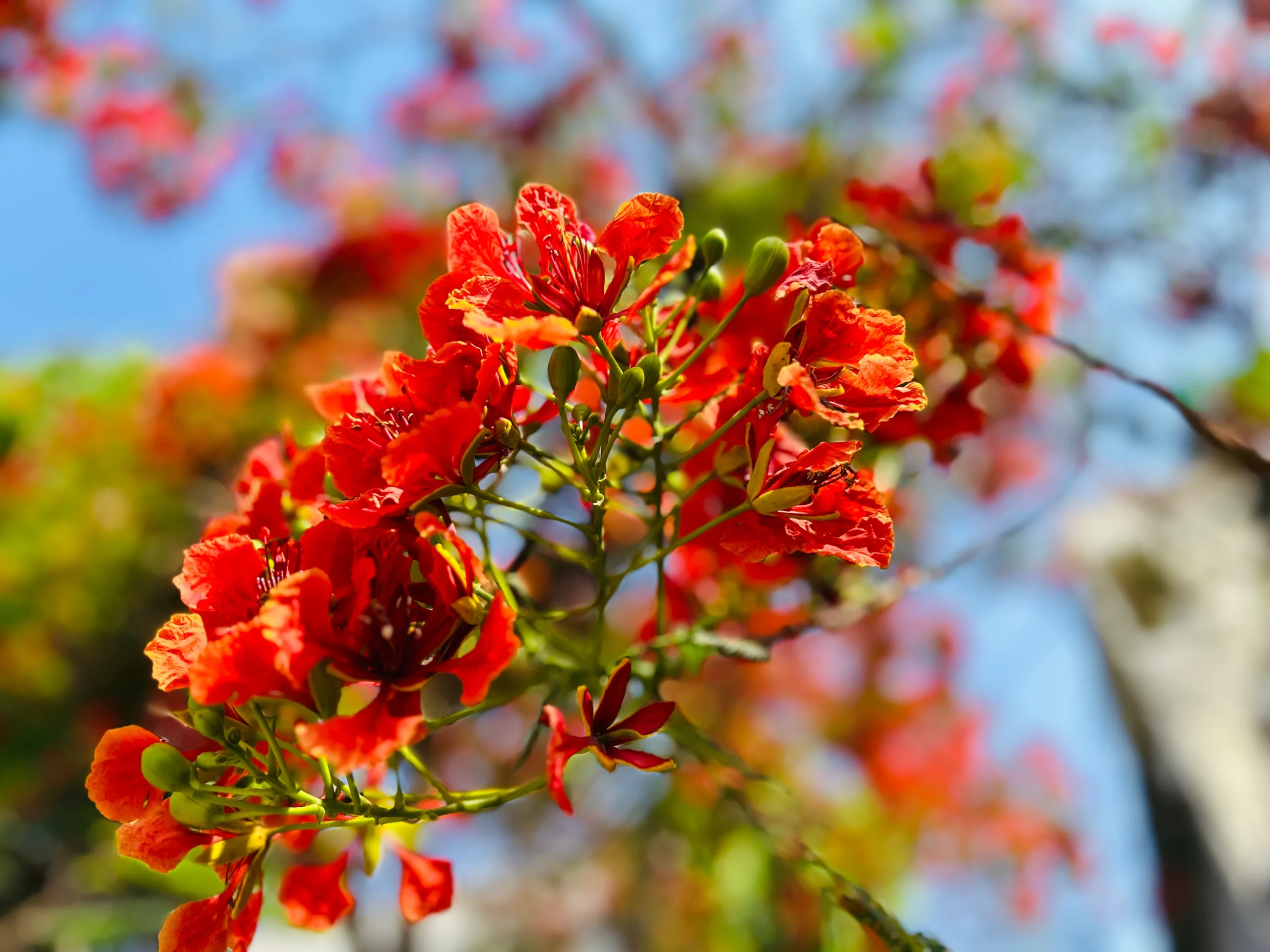 Macro shot of bright red Gulmohar flowers against a soft blue sky – captured by The Rose Camera in Ghaziabad