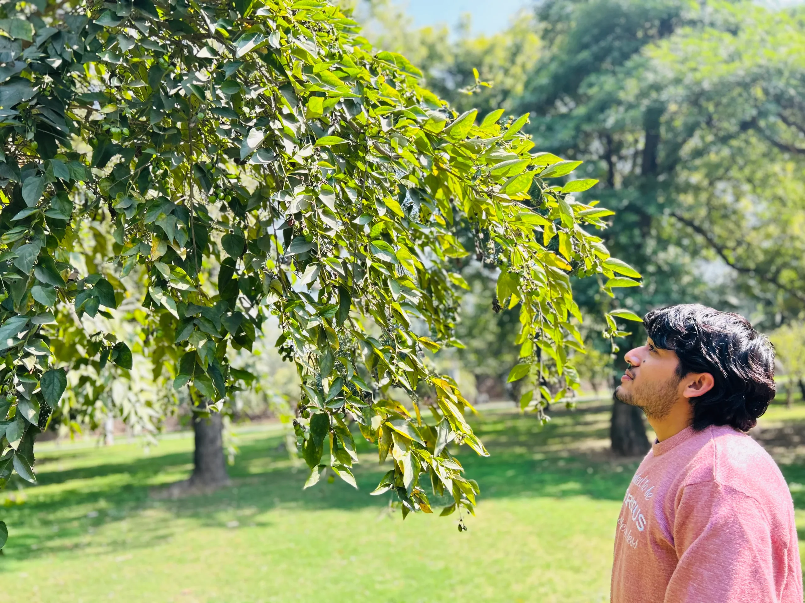 Dev Sharma looking up at tree branches in a sunlit park, captured during an outdoor lifestyle portrait session