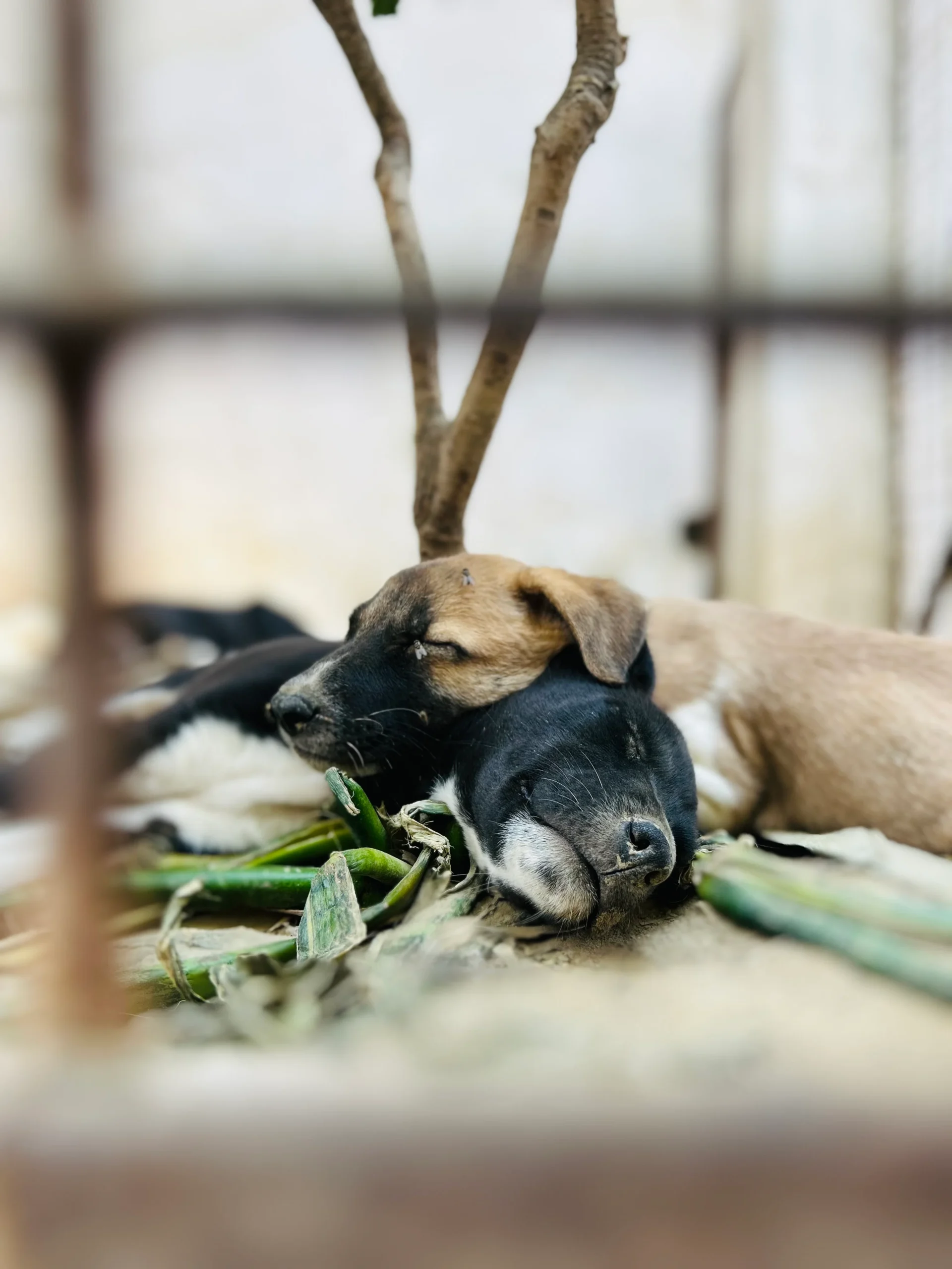 Candid photo of two stray puppies cuddled up and sleeping, captured in natural light by The Rose Camera