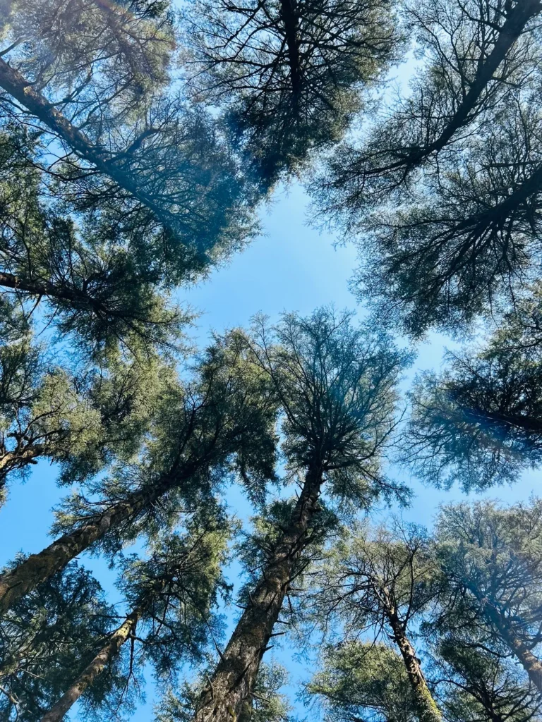 "Looking up at tall pine trees forming a natural canopy with branches reaching toward the bright blue sky."