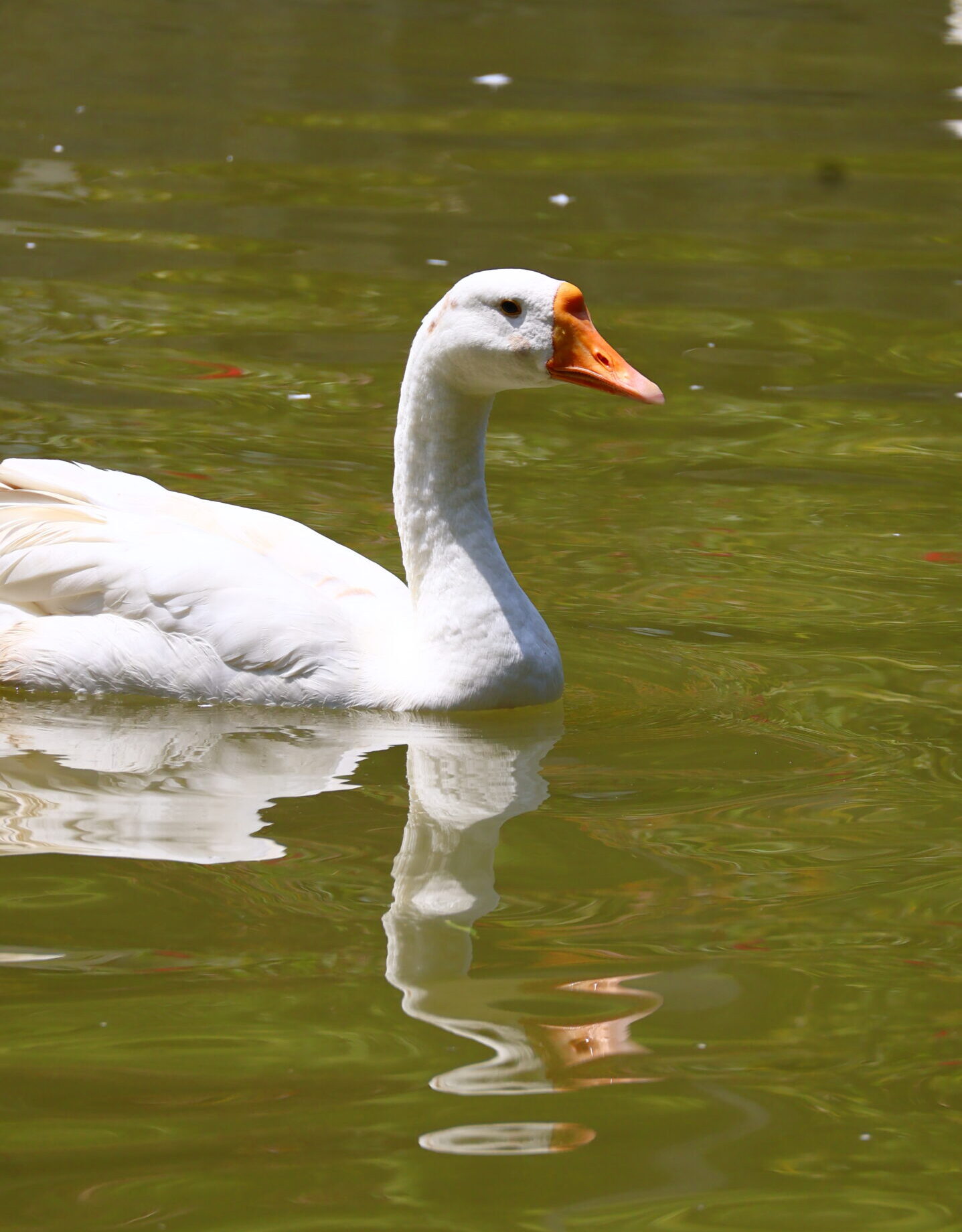 A white goose with an orange beak gliding smoothly across a green lake, reflecting beautifully on the water's surface under natural sunlight.
